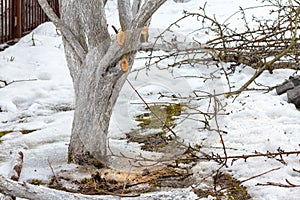 Cut branches on a whitewashed trunk of an apple tree