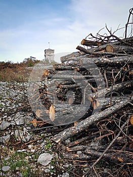 Cut burned trees after big arson on Cerje