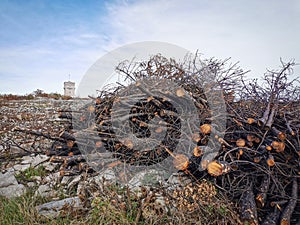 Cut burned trees after big arson on Cerje