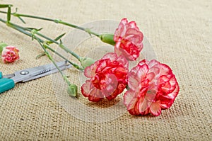 Cut Carnation