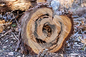 A cut cedar log in the forest