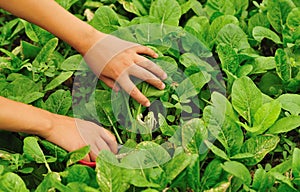 Cut choysum in field