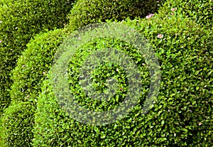 Cut circle bushes