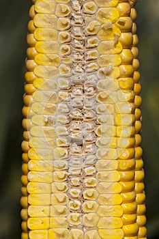 cut corn cob