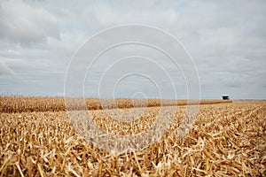 Cut corn stalks or stubble during harvesting