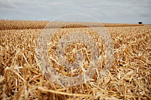 Cut corn stubble and chaff in an autumn field