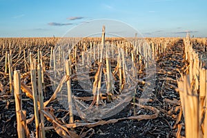 Cut corn stubble and chaff in an autumn field after the harvesting