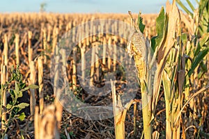 Cut corn stubble and chaff in an autumn field