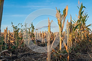 Reducir maíz dulce rastrojo a paja en otono después cosecha 