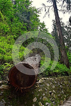 A Cut Deodar Tree with Cross Section of its Trunk