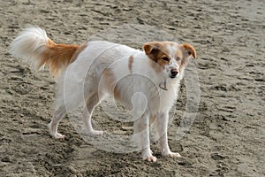Cut dog of white and brown color while walking on a sandy beach by the sea.