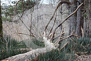 .a cut down or broken tree, its trunk and bare, broken branches lying on the ground among green plants, while other trees are photo