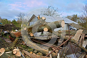 Trees felled after a hurricane,cut down a fallen tree after a storm