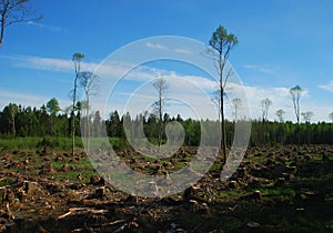 Cut down forest