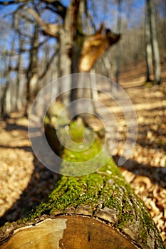 Cut down oak tree