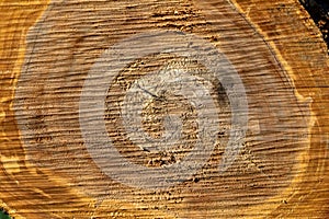 Cut down of a old Apple tree