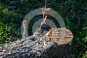 Cut down of a old Apple tree