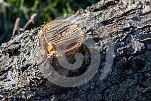 Cut down of a old Apple tree