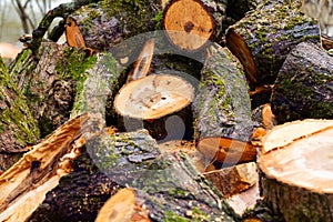 A cut down old tree covered with moss is in the forest. bars