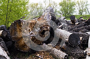 Cut down old trees lying on the forest background