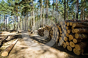 Cut down and piled pine logs photo