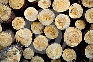 Cut down and piled pine logs