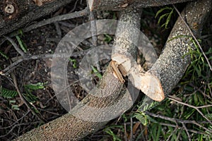Cut down pine tree in forest