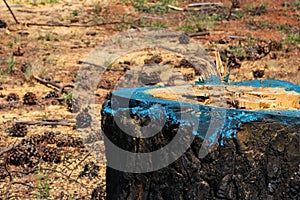 Cut Down Pine Tree Stump With Blue Herbicide