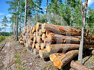 Cut down pine trees, deforestation. stacks of cut trees