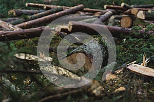 Cut down pine trees. Landscape of cut down trees in the forest