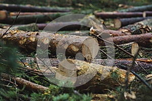 Cut down pine trees. Landscape of cut down trees in the forest