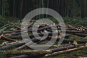 Cut down pine trees. Landscape of cut down trees in the forest