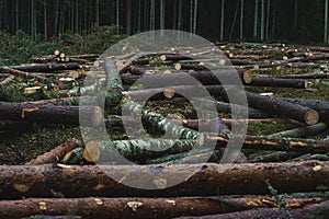 Cut down pine trees. Landscape of cut down trees in the forest
