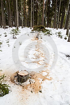 Cut down spruce tree lying in the snow