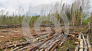 Cut down and thrown forest loggers