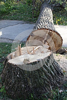 cut down tree