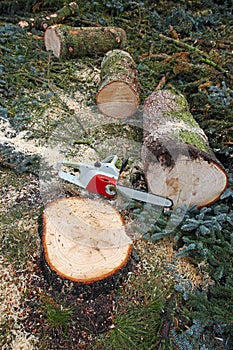 Cut down a tree