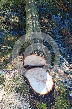 Ridurre giù un albero 