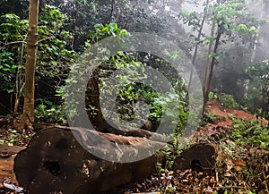 Cut down tree in a forest