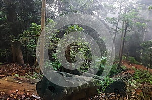 Cut down tree in a forest