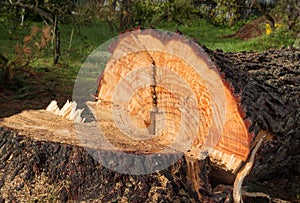 Cut Down Tree