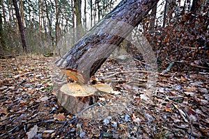 Ridurre giù un albero 