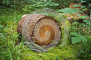 Cut down tree stump or log on a green forest floor. Forestry works, top view, no people