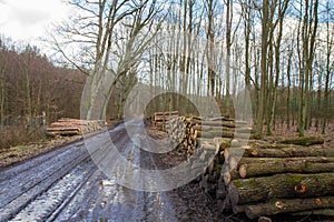 Cut down tree trunks