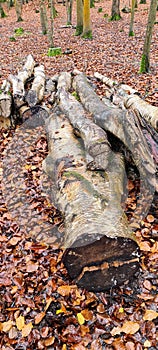 Cut down tree trunks