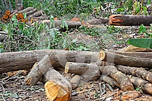 Cut Down Tree Trunks