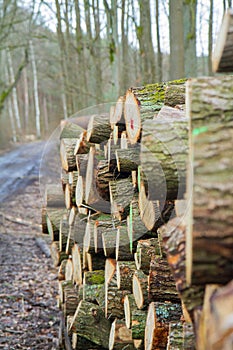 Cut down tree trunks on a pile