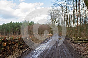 Cut down tree trunks on a pile