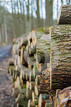 Cut down tree trunks on a pile