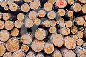 Cut down tree trunks on a pile